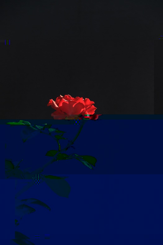 紅色的花描述已自動生成