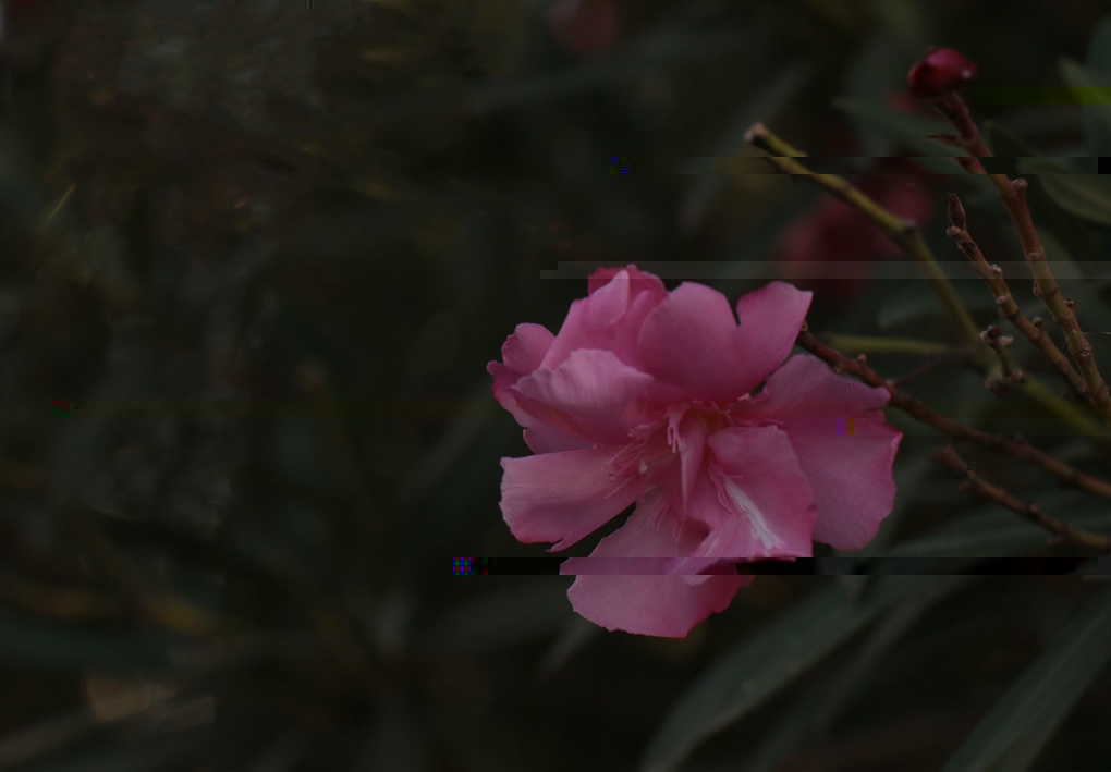 粉色的花描述已自動生成